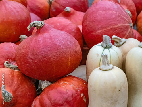 Nahaufnahme von Kürbisfrüchten, orange Hokkaidos und gelbe Butternut Kürbisse, Cucurbita