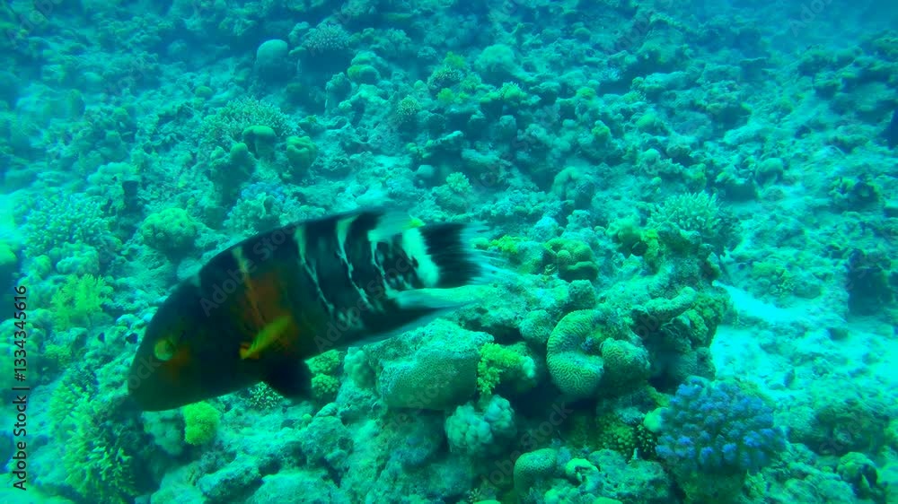 Redbreasted wrasse (Cheilinus fasciatus) swims over the reef in the evening twilight and leaves the frame, close-up. Redbreasted wrasse (Cheilinus fasciatus) swims over the reef in the evening twilight and leaves the frame, close-up.