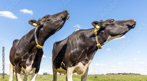 Obraz na płótnie Funny cows sniffing head up in the air, chin raised high, black and white, and blue sky w salonie