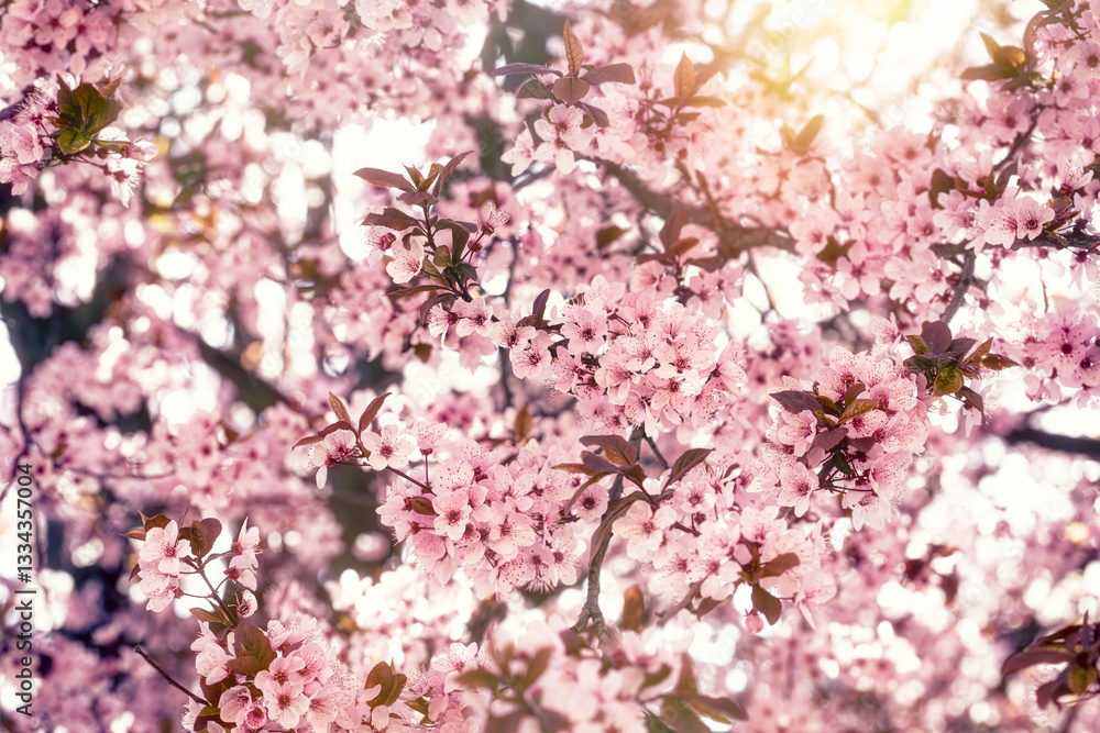Beautiful cherry blossoms in spring time, pink cherry blossom, pink cherry blossoms background Beautiful cherry blossoms in spring time, pink cherry blossom, pink cherry blossoms background