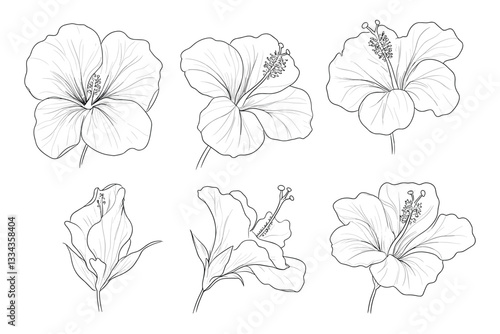 Set of vector line art hibiscus flower icons, simple design, white background
