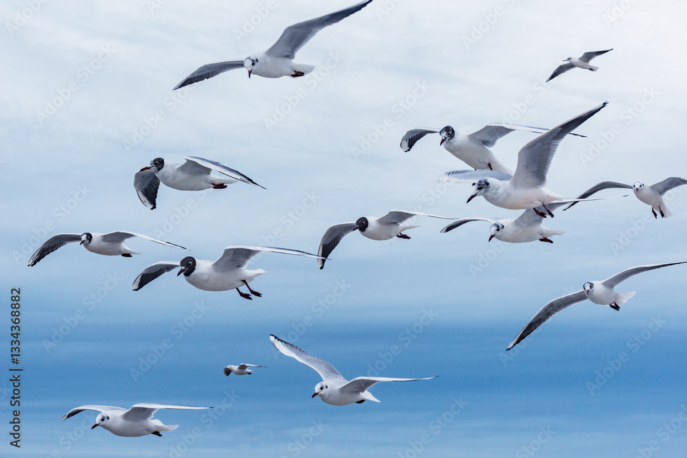 Obraz premium Seagull flock on sky background.