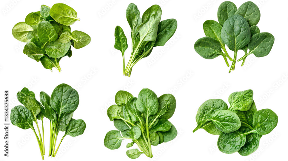 Variety of fresh spinach leaves isolated on transparent background Variety of fresh spinach leaves isolated on transparent background