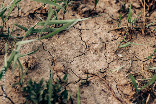 Green grass growing on dry cracked ground parched earth splitting during a drought, showing the resilience of nature and the struggle for survival in harsh conditions. Climate change, global warming