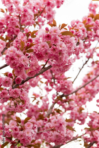 Wallpaper Mural Beautiful pink sakura flowers blooming on branches in spring, creating a stunning natural display against a clear sky, symbolizing renewal and the beauty of nature. Japanese Sakura Flower Torontodigital.ca