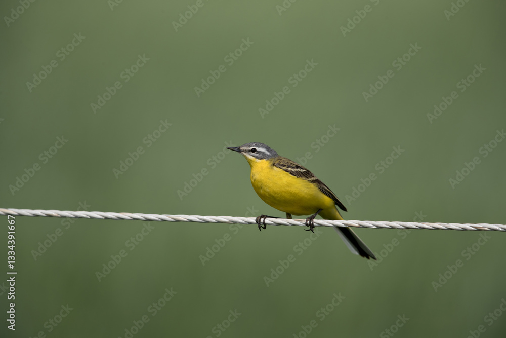 Obraz premium adult male western yellow wagtail (motacilla flava flava) peching on a electric fence