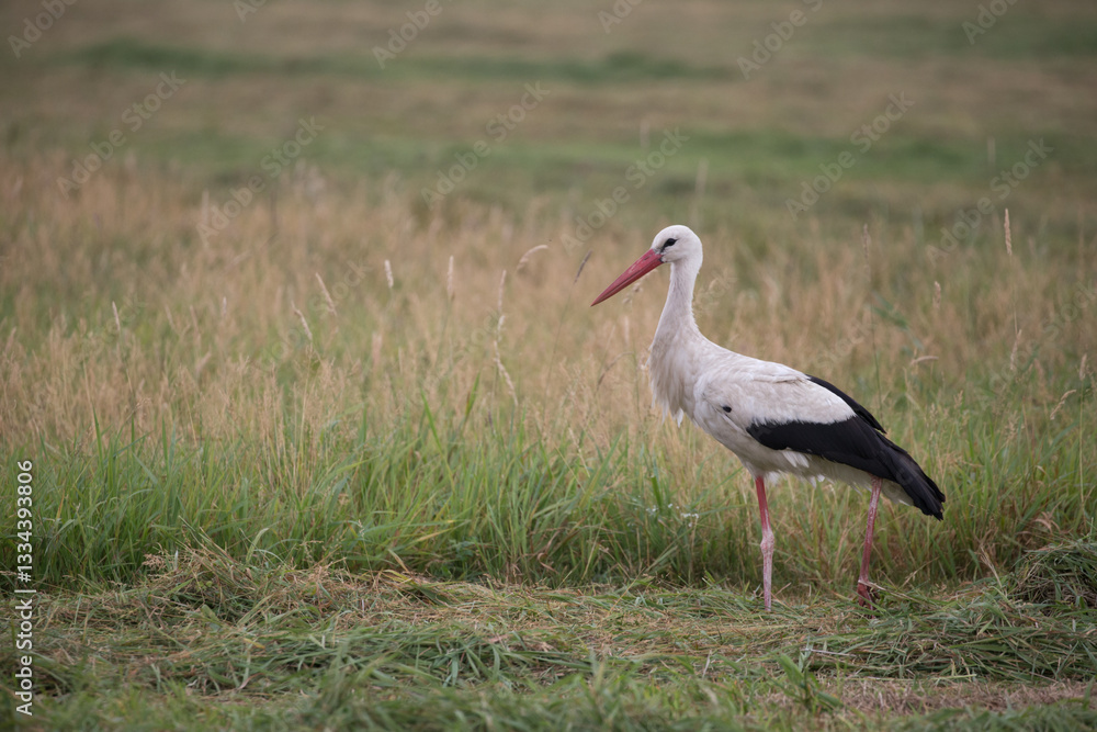 Fototapeta premium adult white stork (ciconia ciconia) searching for food on mowed meadow