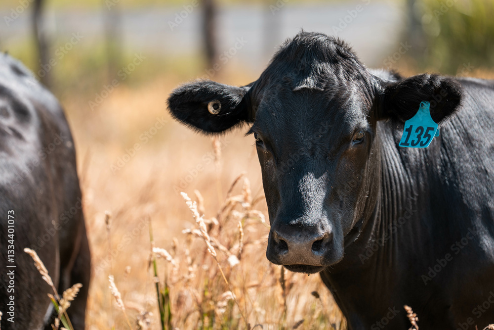 Stud Beef bulls, cows and calves grazing on grass in a field, in Australia. breeds of cattle include speckled park, murray grey, angus, brangus and wagyu on long pasture in spring and summer Stud Beef bulls, cows and calves grazing on grass in a field, in Australia. breeds of cattle include speckled park, murray grey, angus, brangus and wagyu on long pasture in spring and summer