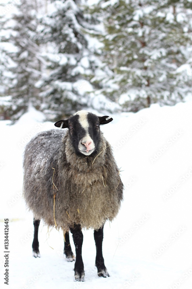 Obraz premium winter picture of a gray sheep staring at the camera