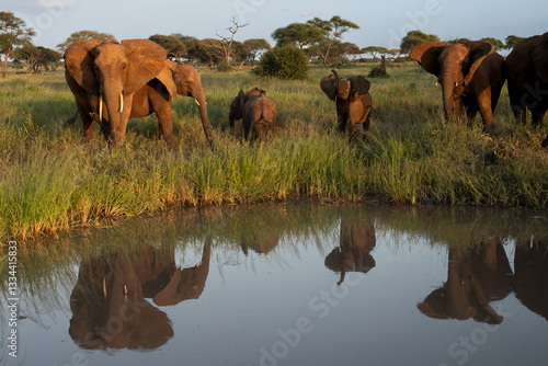 Photography Family of elephants at sunset by the water