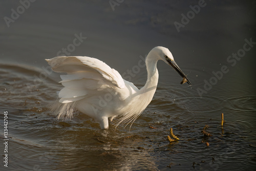 Little Egret ( Egretta garzetta ) Pilanesberg Nature Reserve, South Africa