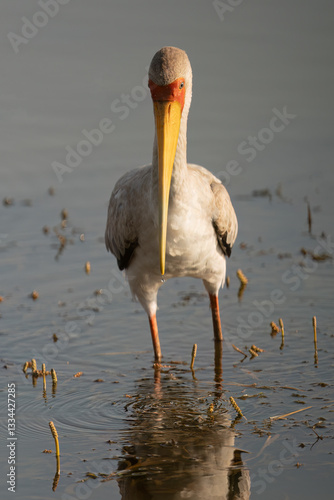 Yellow-billed Stork ( Mycteria ibis ) Pilanesberg Nature Reserve, South Africa