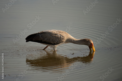 Yellow-billed Stork ( Mycteria ibis ) Pilanesberg Nature Reserve, South Africa