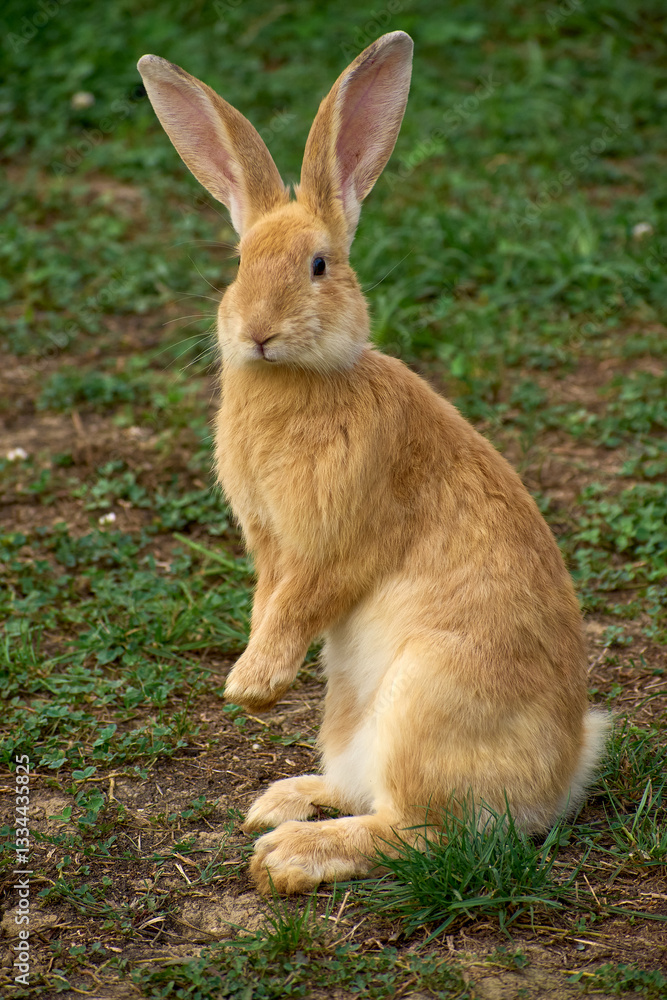 Domestic rabbit grazing on the grass