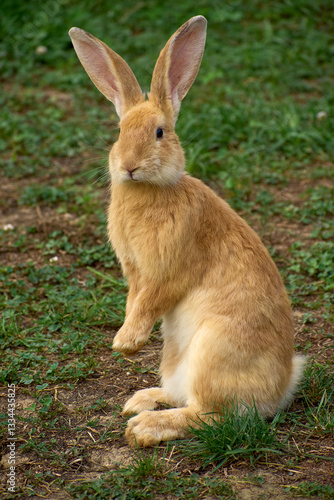 Obraz na płótnie Domestic rabbit grazing on the grass w salonie