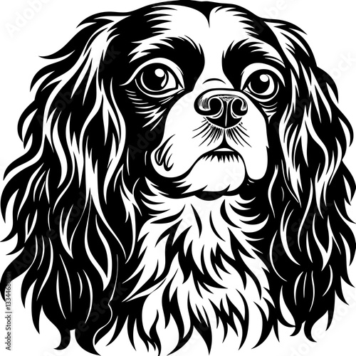 a Cavalier King Charles Spaniel, with its charming gaze and expressive features, ready to capture your heart