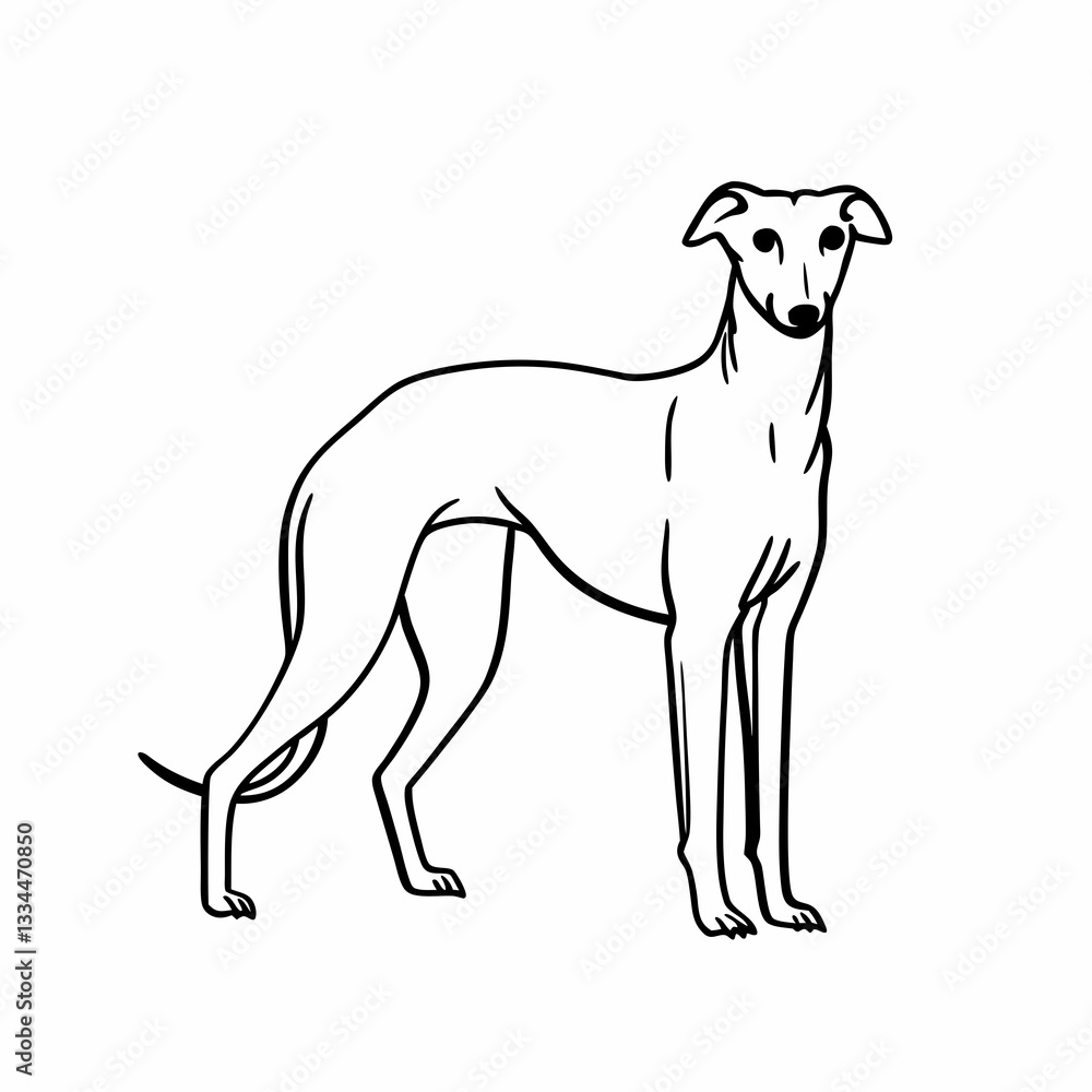 Fototapeta premium an illustration of a slender greyhound dog in a standing pose
