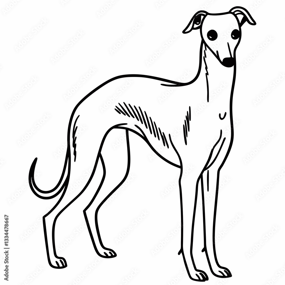 Obraz premium a detailed line art illustration of a slender greyhound dog standing