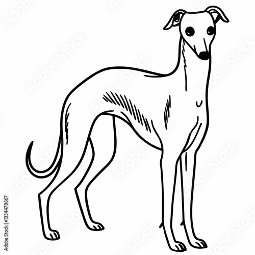 a detailed line art illustration of a slender greyhound dog standing