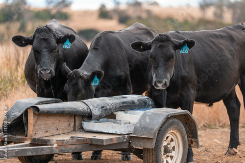 cattle eating free choice mineral from a mineral cart in a farm, cattle lick blocks and livestock nutrition lick block on a farm in summer in australia