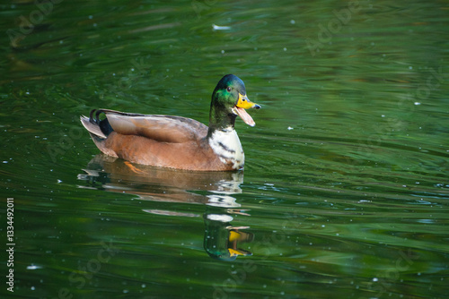 Fotografie Animal male duck Anas platyrhynchos is swimming and quacking