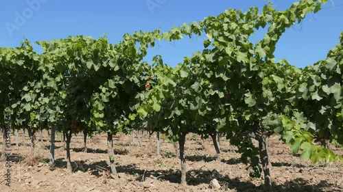 Wineyard grapes farm, south French country
