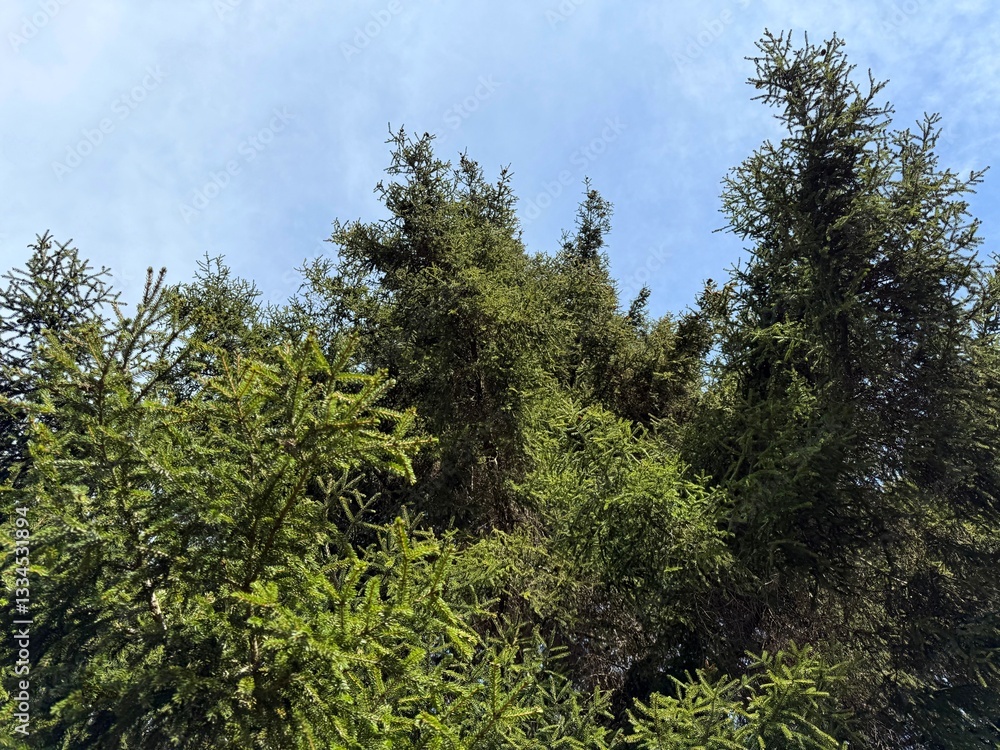 Fototapeta premium Spruce trees in conifer forest. 