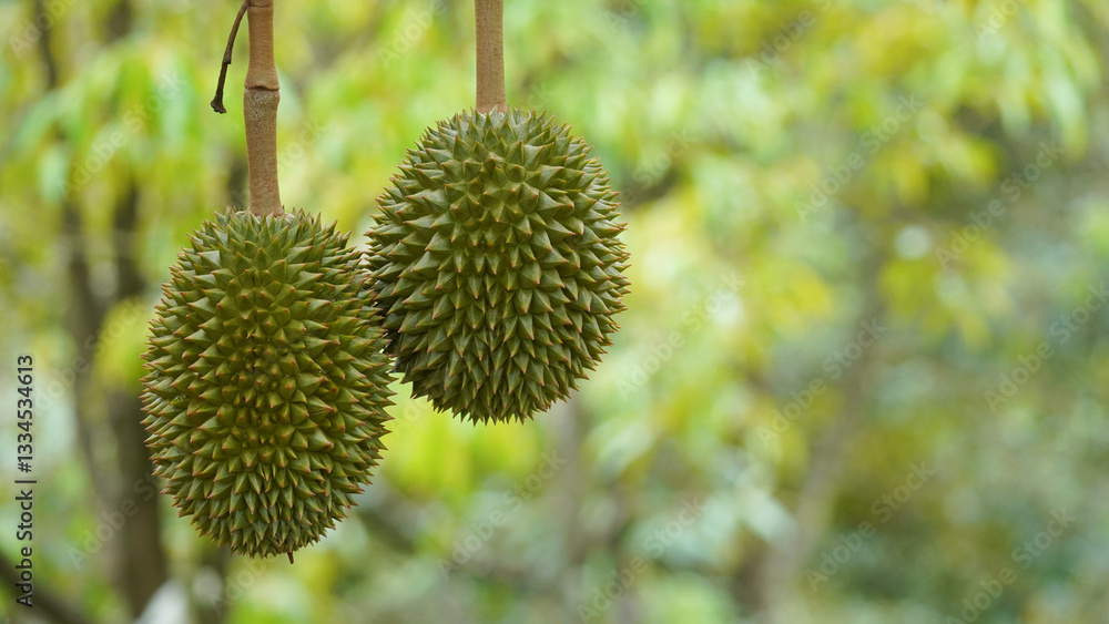 Durian fruit on the branch in the garden ready to harvest, product quality for export in Thailand, agriculture concept Durian fruit on the branch in the garden ready to harvest, product quality for export in Thailand, agriculture concept