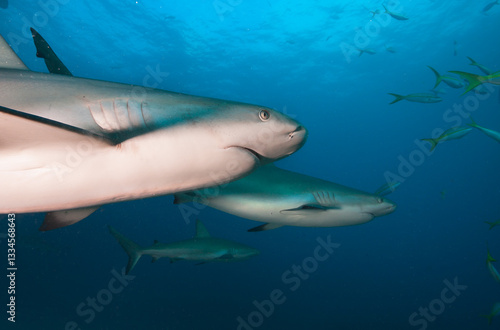 Caribbean reef sharks in clear blue water.
