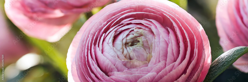 Obraz premium A vibrant half-open ranunculus buds in warm sunlight on sunny day, macro, long banner with copy space