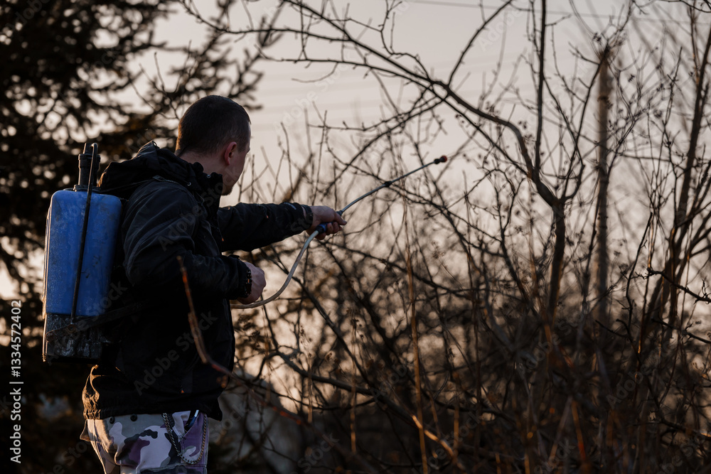 Fototapeta premium Gardener Spraying Fruit Trees with Pesticide in Backyard During Sunset in Early Spring
