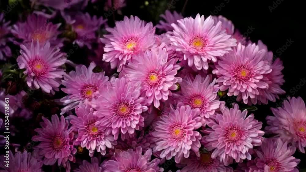 A close-up view of vibrant pink Aster flowers with delicate petals against a dark background, showcasing their intricate details and natural beauty. A close-up view of vibrant pink Aster flowers with delicate petals against a dark background, showcasing their intricate details and natural beauty.