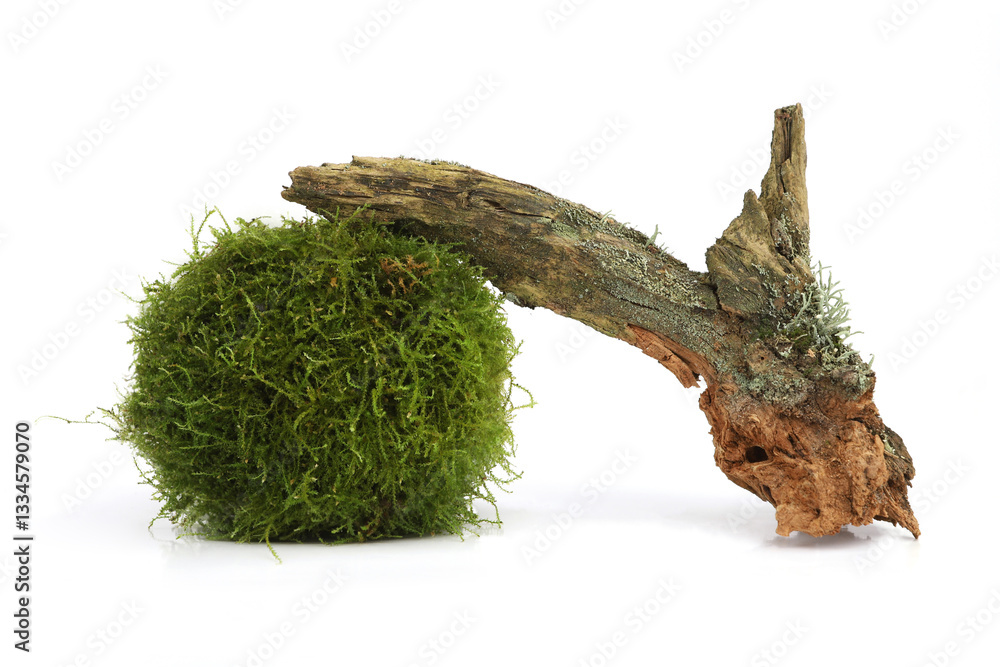 Fototapeta premium Natural Moss Ball and Weathered Driftwood isolated on white background. Green Moss Sphere with Rustic Wood.