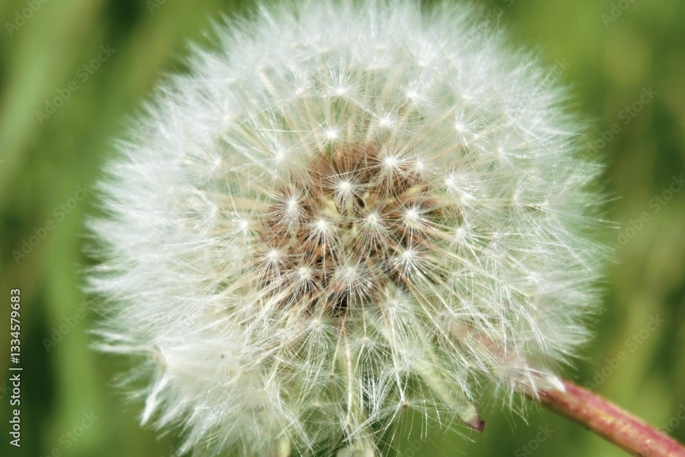 Fototapeta premium Dandelion that has finished blooming and spreads seeds to reproduce itself. A roadside flower that as a wild flower beautifies and makes the roadside colorful by its simple simplicity.