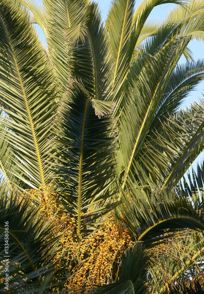 Les feuilles de palmier