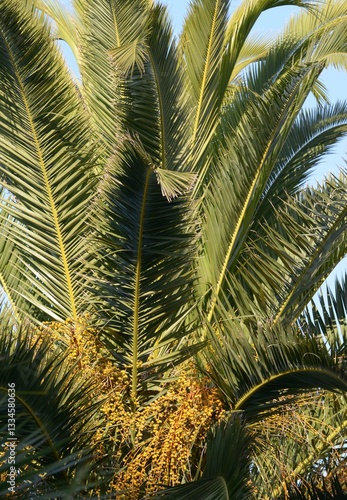 Obraz na płótnie Les feuilles de palmier w salonie