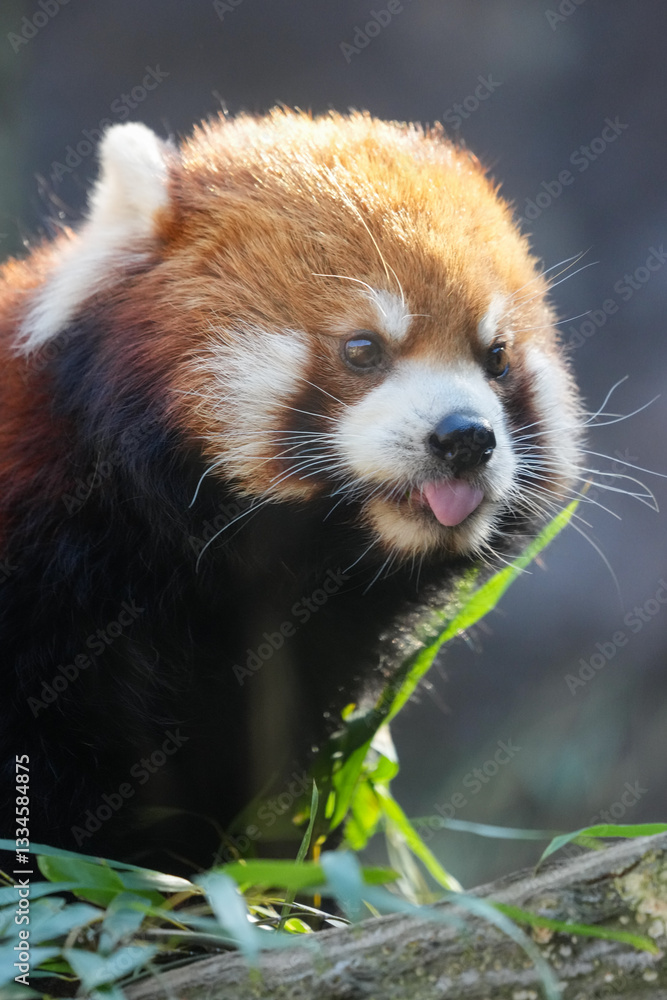 Fototapeta premium red panda