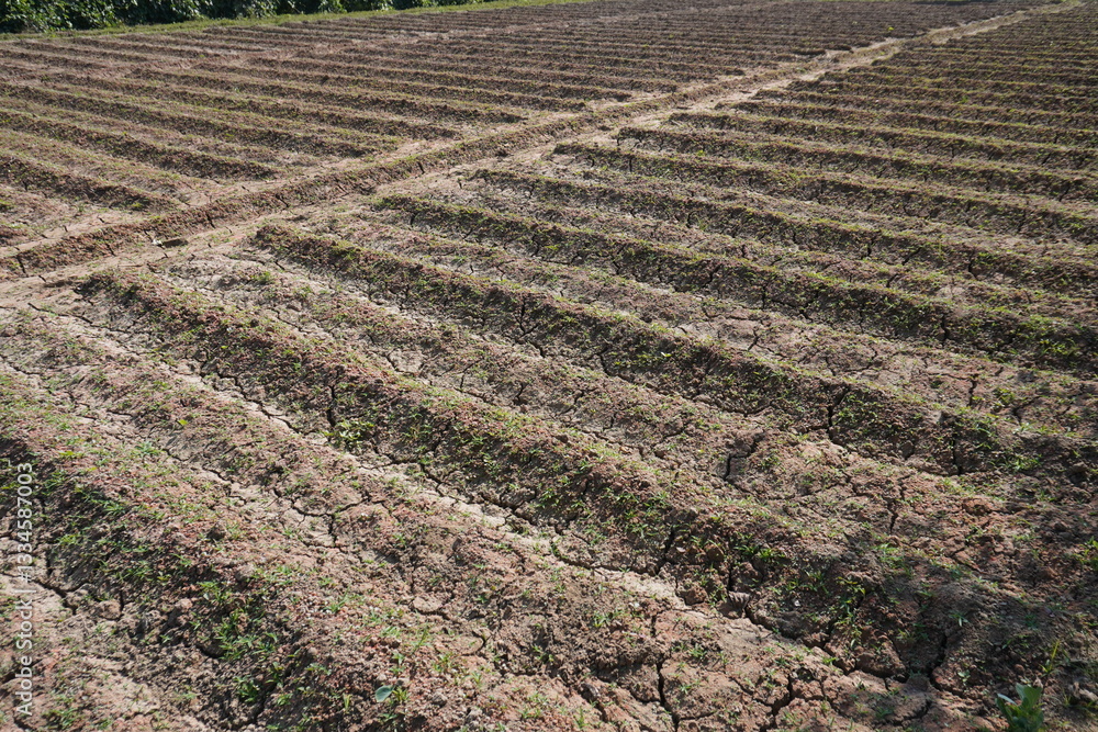 Young potato plants are planted in rows in the agricultural field, the field got cracked due to lack of water Young potato plants are planted in rows in the agricultural field, the field got cracked due to lack of water