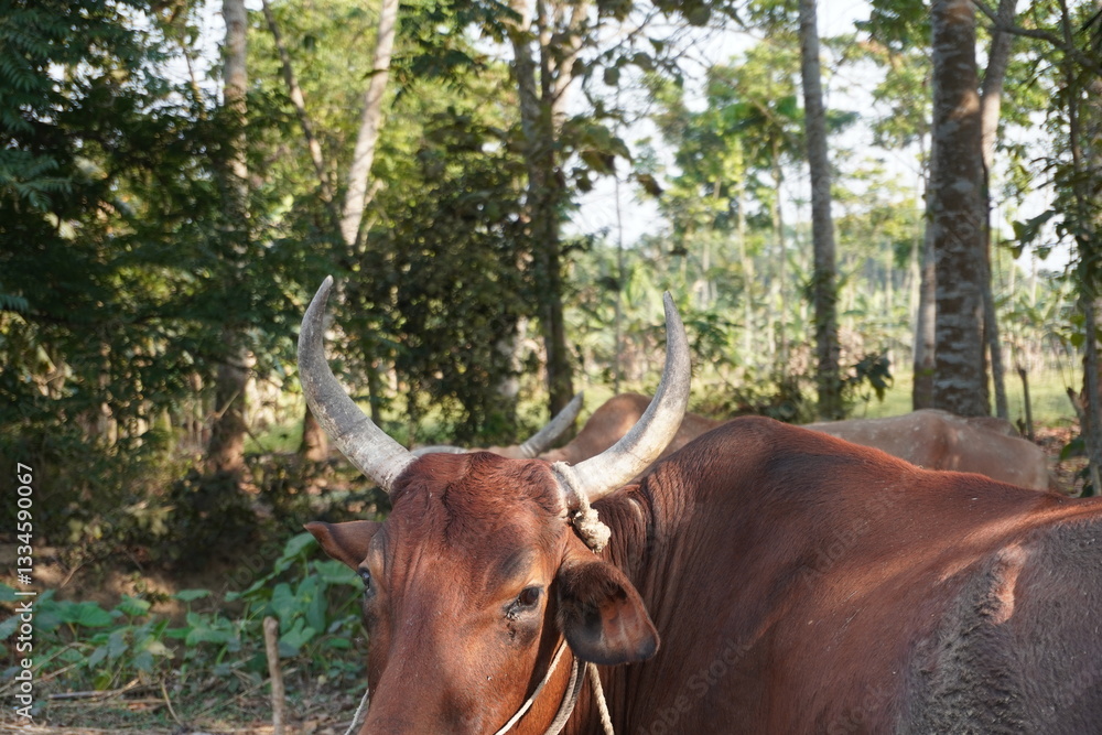 A red cow with big horns is staring silently in the forest