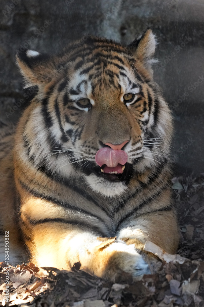 Fototapeta premium amur tiger cub