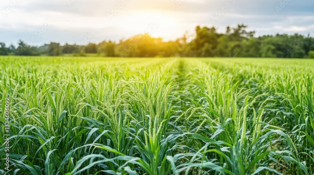 Lush Green Rice Field Under Soft Sunset with Vibrant Cloudy Sky Lush Green Rice Field Under Soft Sunset with Vibrant Cloudy Sky