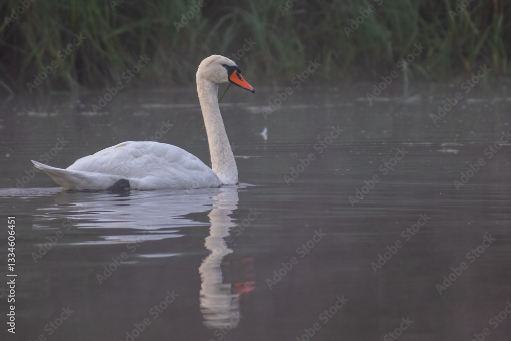 Obraz premium swan on the water