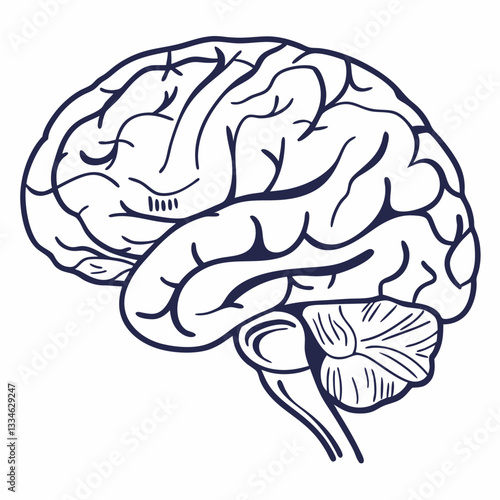 Detailed Human Brain Anatomy Vector Illustration - Monochrome Medical Graphic.