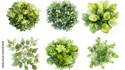 Watercolor paintings showing different varieties of green foliage and plants