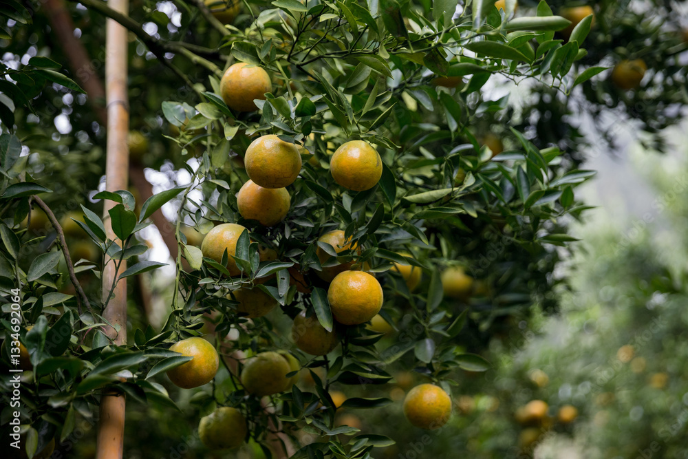 Business farm orange concept nature fruit citrus orchard mandarin tree growing, vibrant organic lush leaves background farmer green garden crop leaf ripe laden branches plant close up farming growth. Business farm orange concept nature fruit citrus orchard mandarin tree growing, vibrant organic lush leaves background farmer green garden crop leaf ripe laden branches plant close up farming growth.