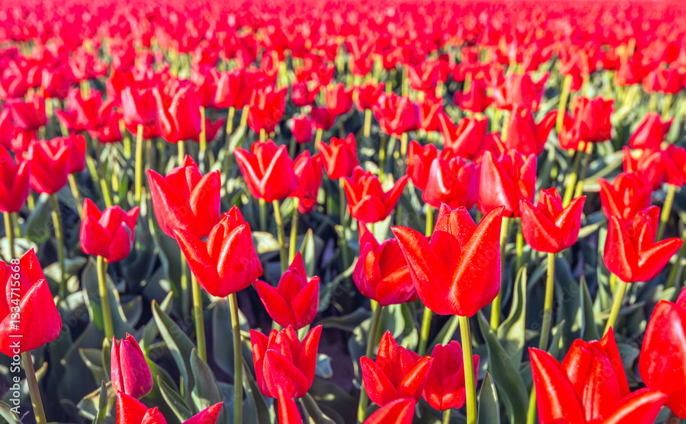 Closeup of red blooming tulips in plant beds in the field of a specialized Dutch bulb grower. It is still early in the morning of a beautiful spring day.