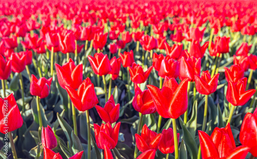 Obraz na płótnie Closeup of red blooming tulips in plant beds in the field of a specialized Dutch bulb grower. It is still early in the morning of a beautiful spring day. w salonie