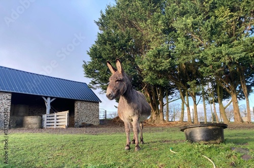 Obraz na płótnie Un âne dans la campagne à Mayenne en Pays de la Loire France w salonie