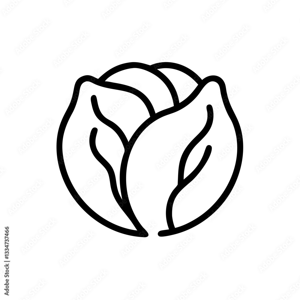 Cabbage Cabbage