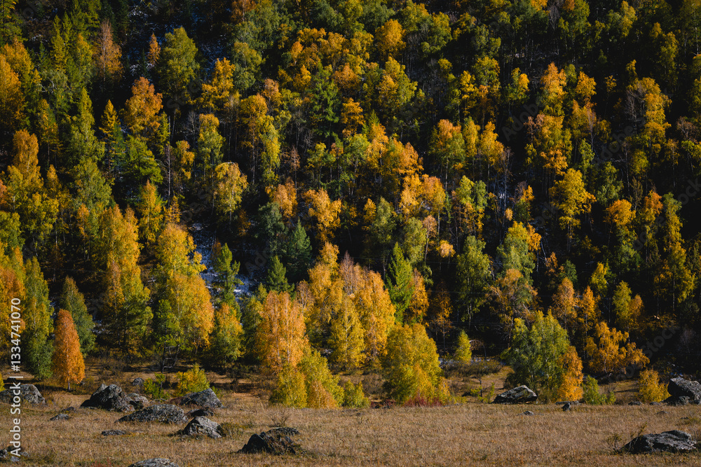 A vibrant golden autumn forest in the Altai Republic, showcasing a spectacular array of colors and natural beauty.